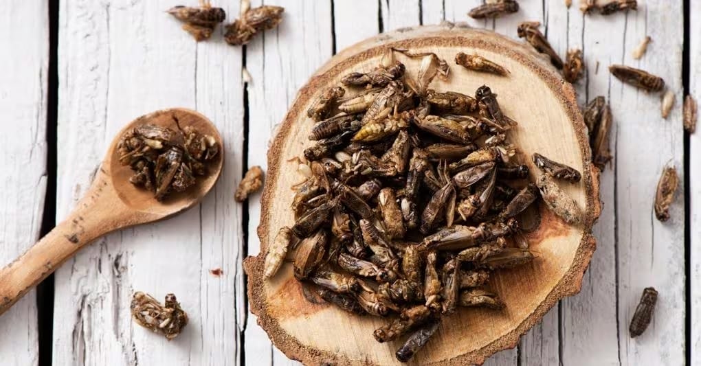 food waste insetti farina di grilli